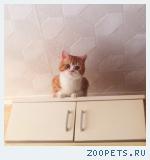 Потерялся кот