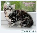 Британские котята мрамор из питомника VIVIAN