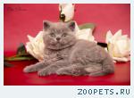 Плюшевый котик Самурай