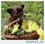 Чихуахуа шоколадного окраса