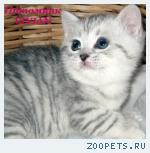 Британские котята вискас из питомника VIVIAN