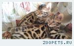 Продаются котята
