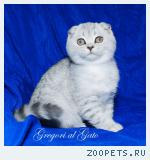Вислоухие серебристые клубные котята