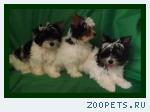 Бивер-йоркширский терьер