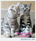 Британские котята мрамор из питомника VIVIAN