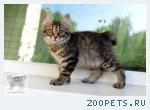 Курильские бобтейлы из питомника "Котейко"