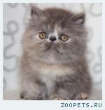 Персидские котята из питомника