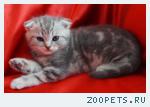 Шотландские вислоухие кошечки