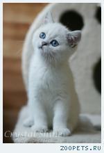 Британские котята
