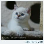 Британские котята