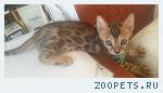 Бенгальские клубные котята