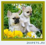 Чихуахуа роскошные щенки