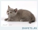 Британские мишутки - голубые и лиловые британские котята.