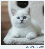 Британские котята
