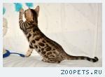 Бенгальские котята