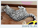 Британские котята вискас из питомника VIVIAN