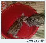 Бенгальские клубные котята