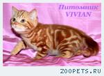 Британские котята мрамор из питомника VIVIAN