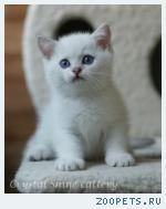 Британские котята