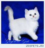 Британские белоснежные котята шиншиллы c синими глазками