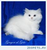Британские длинношерстные белоснежные котята шиншиллы синеглазки