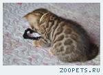 Бенгальские клубные котята