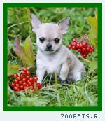 Чихуахуа  мальчики
