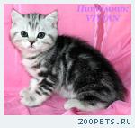 Британские котята мрамор из питомника VIVIAN