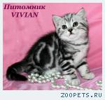 Британские котята вискас из питомника VIVIAN