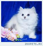 Британские длинношерстные котята шиншиллы синеглазки