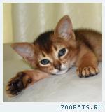 Абиссинские котята из питомника