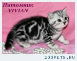 Британские котята вискас из питомника VIVIAN