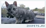 Пропал котенок