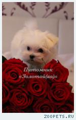  очаровательные щенки Мальтезе мини и стандарт