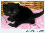 Британские черные котята из питомника VIVIAN