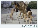 Тойтерьеры девочки клубные, недорого