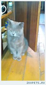 Найден КОТ