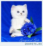 Эксклюзивные британцы шиншиллы с фиалковыми глазками
