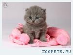 Голубые британские котята