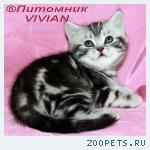 Британские котята вискас из питомника VIVIAN