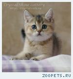 Британские котята