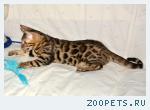 Бенгальские котята