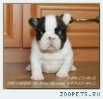 Продается роскошный кобель французского бульдога 