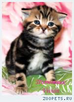 Британские котята мрамор из питомника VIVIAN