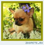 Чихуахуа  девочка