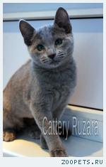 Русские голубые котята из питомника Ruzara