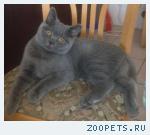 Потерялся котёнок 