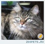 замечен кот