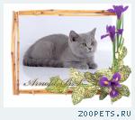 Британские мишутки - голубые британские котята.