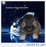 Щенки кеесхонда (вольфшпица) в питомнике РКФ